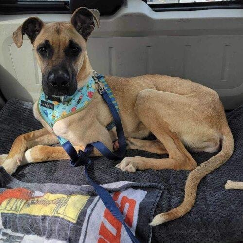 adoptable Dog in Spring Lake, NC named Scooby Doo