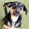 adoptable Dog in , NC named Chanel