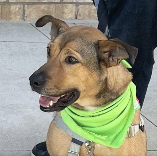 BECKHAM - German Shepherd Dog / Black Mouth Cur available for adoption