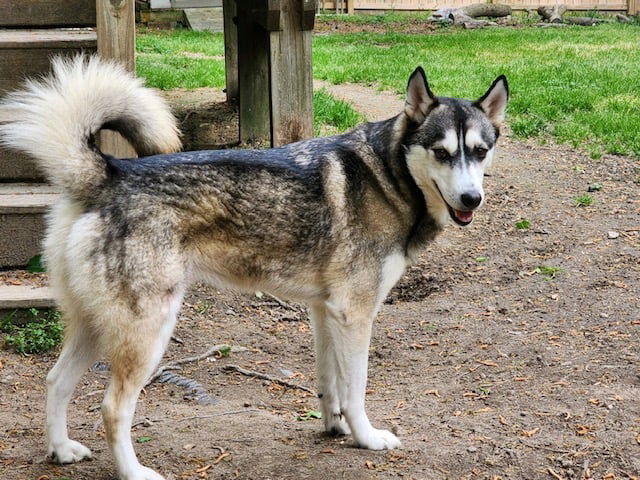 adoptable Dog in Spring Lake, NC named Koda