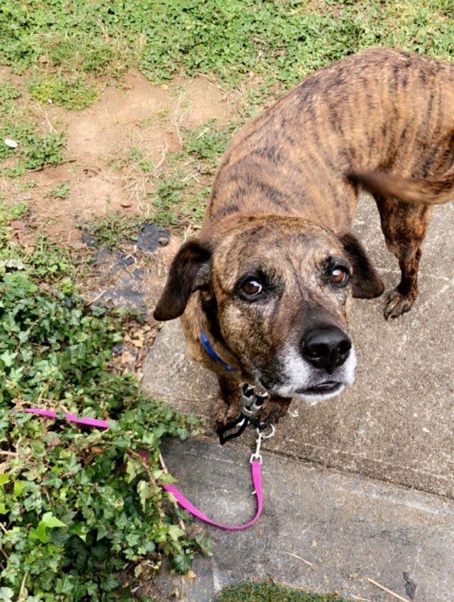 adoptable Dog in Spring Lake, NC named Blanche