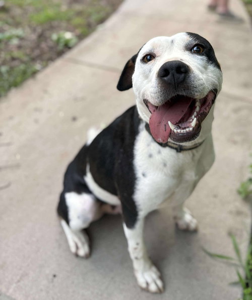 picture of the dog needing adoption