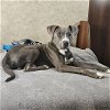 adoptable Dog in  named Blue