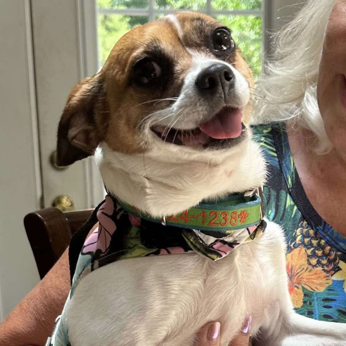 adoptable Dog in Spring Lake, NC named Taco