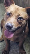 adoptable Dog in Spring Lake, NC named Lila