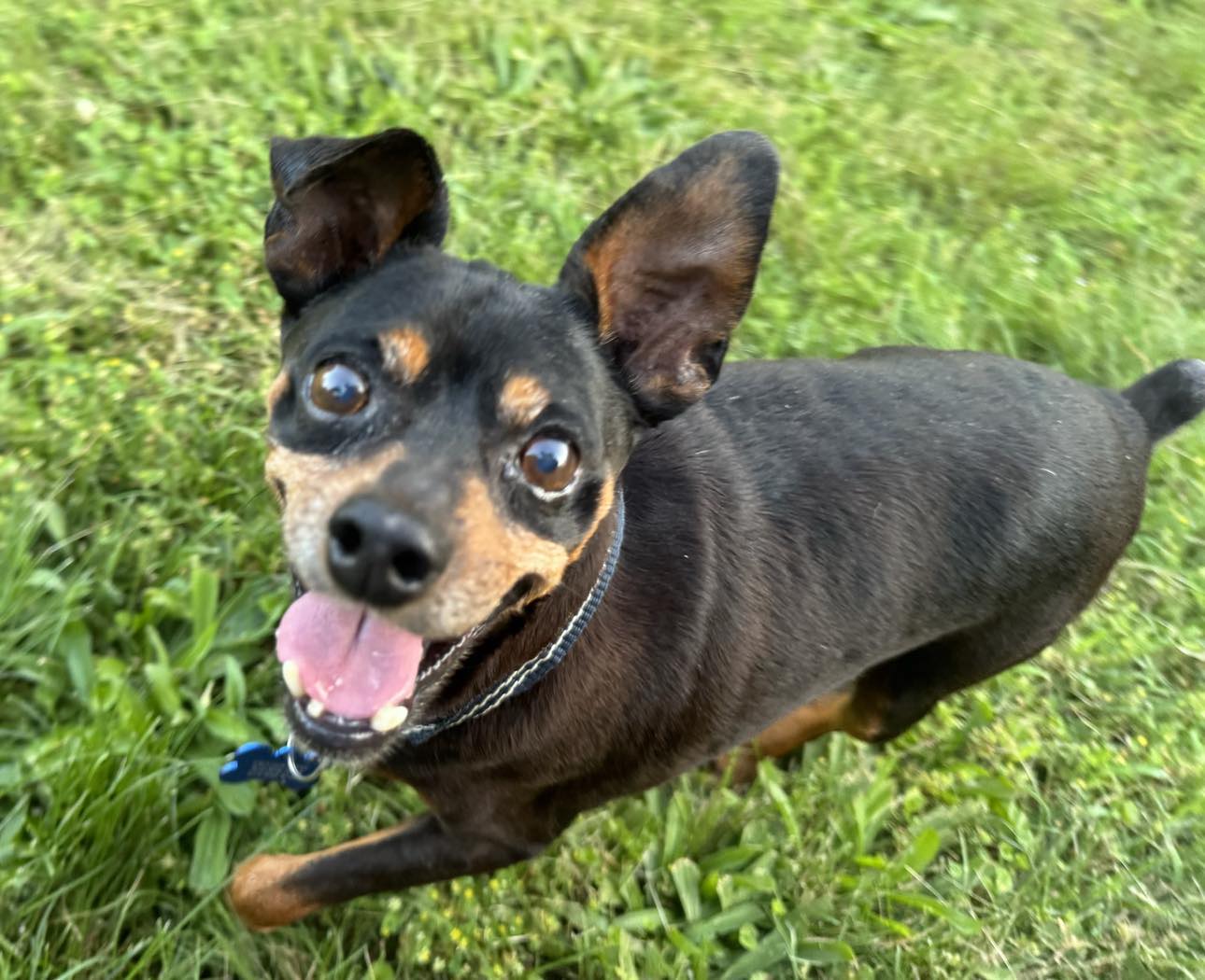 adoptable Dog in Spring Lake, NC named Tommy