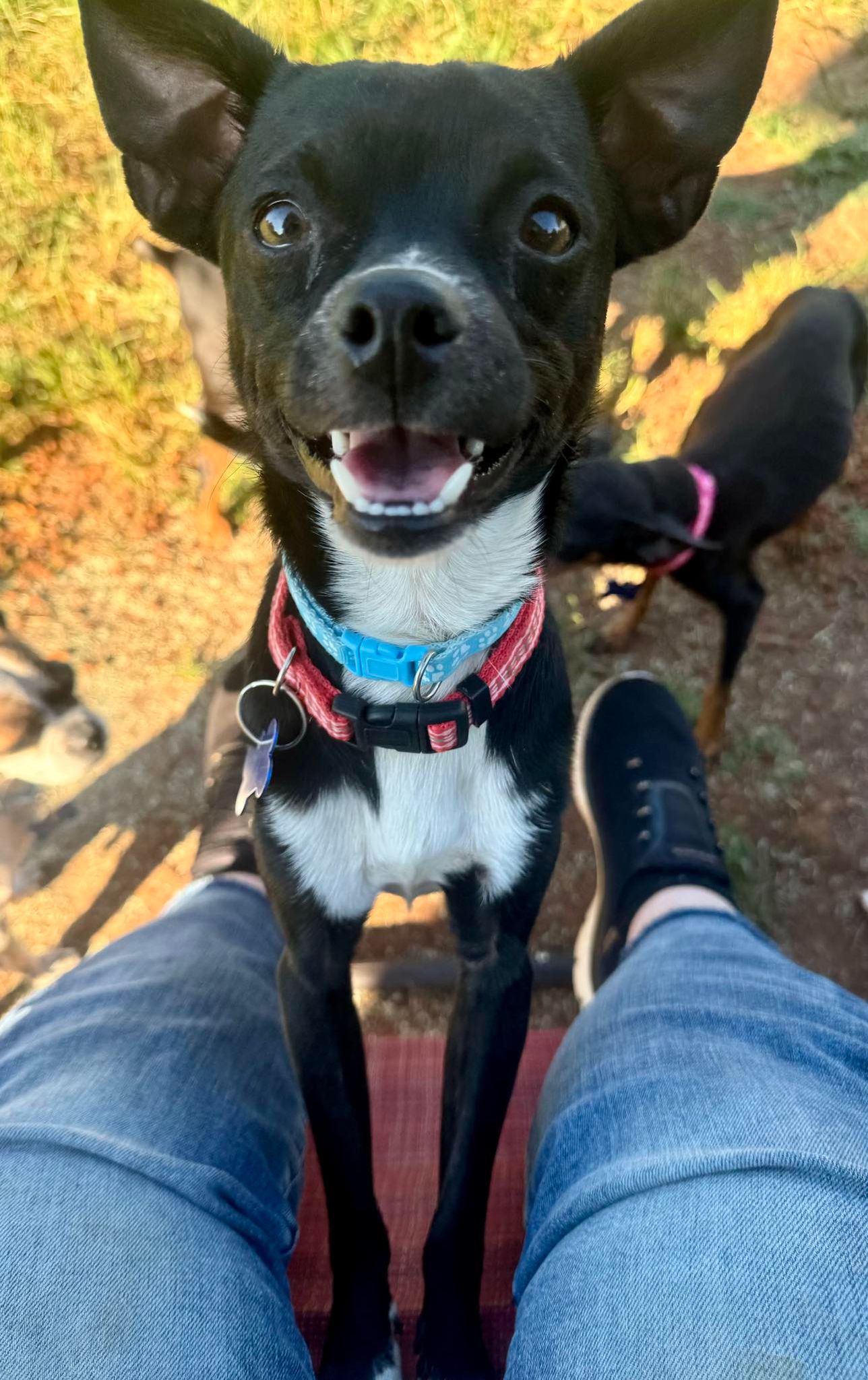 adoptable Dog in Spring Lake, NC named Joey