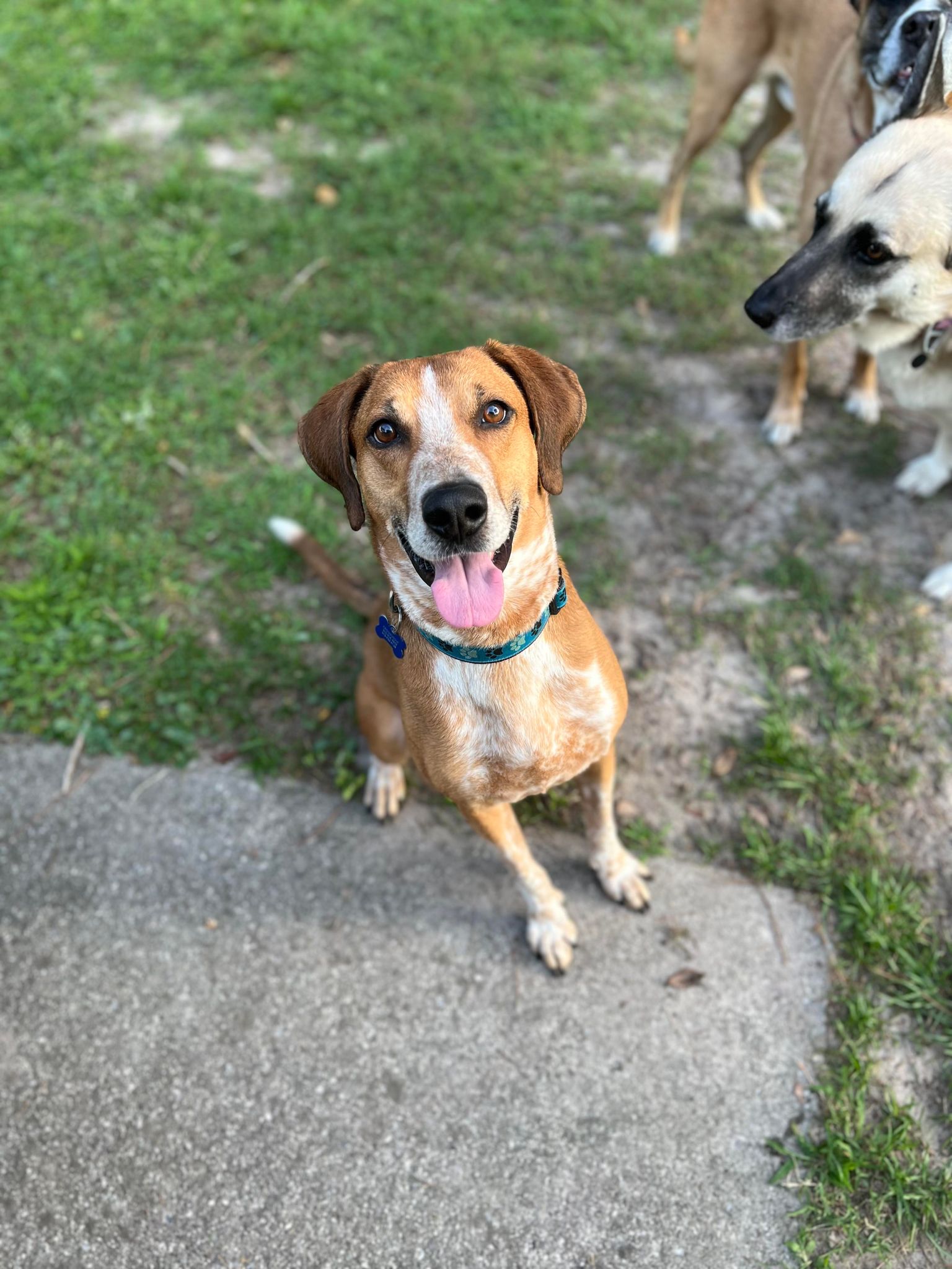 adoptable Dog in Spring Lake, NC named Copper