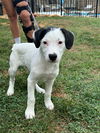 adoptable Dog in Spring Lake, NC named Lucas