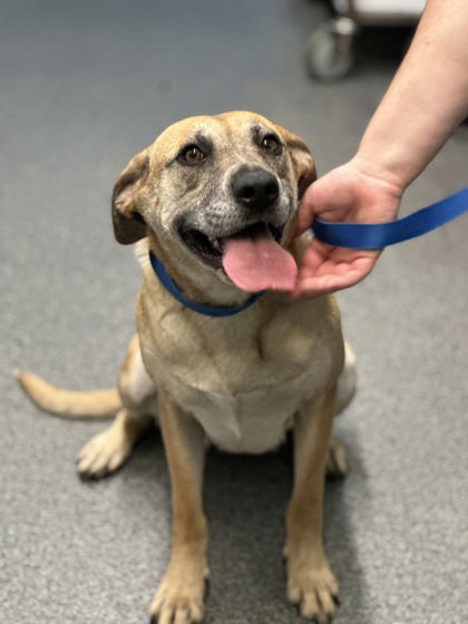 adoptable Dog in Spring Lake, NC named Alia