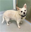 adoptable Dog in , NC named Charlie Boy