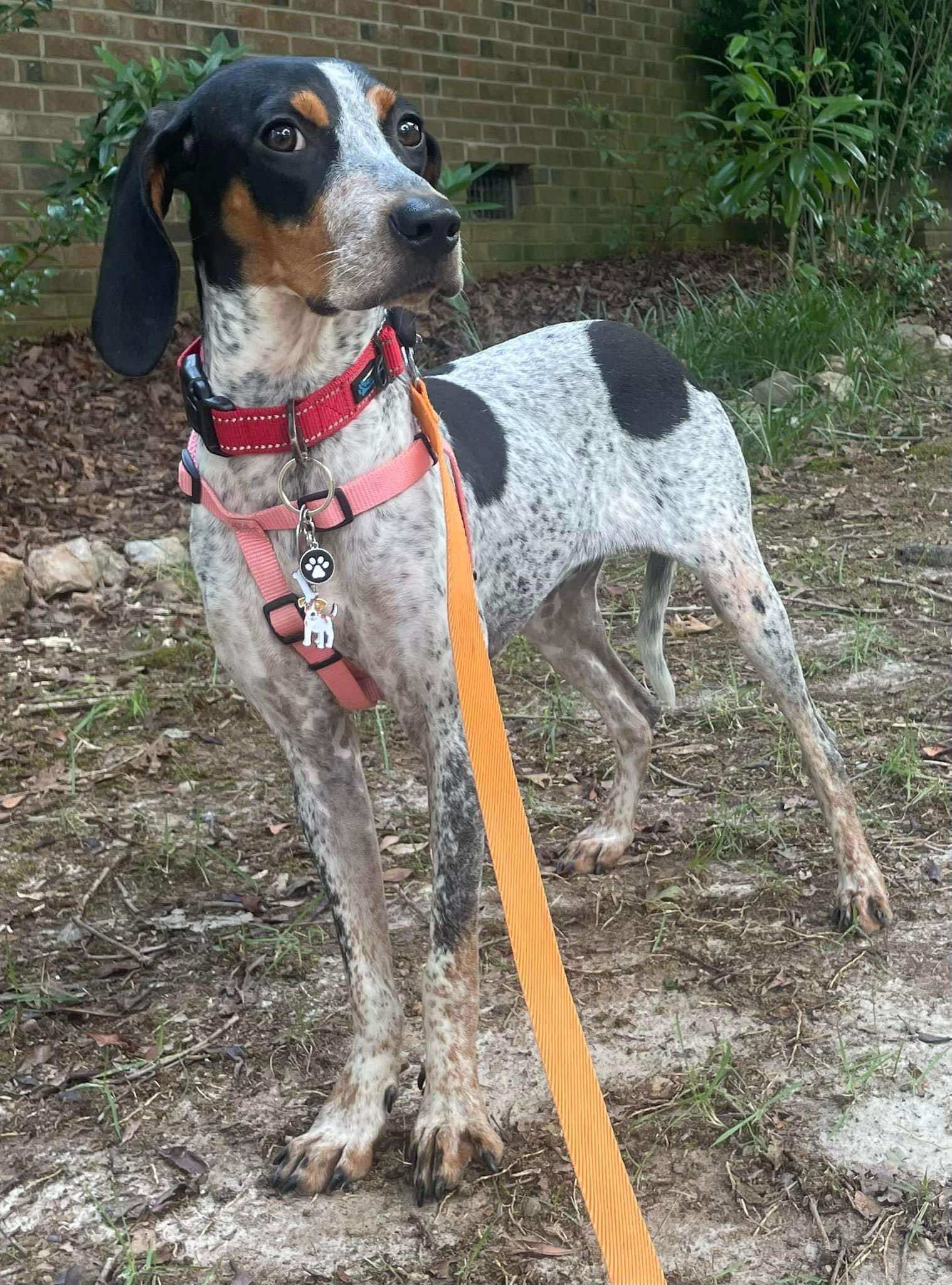 adoptable Dog in Spring Lake, NC named Iris