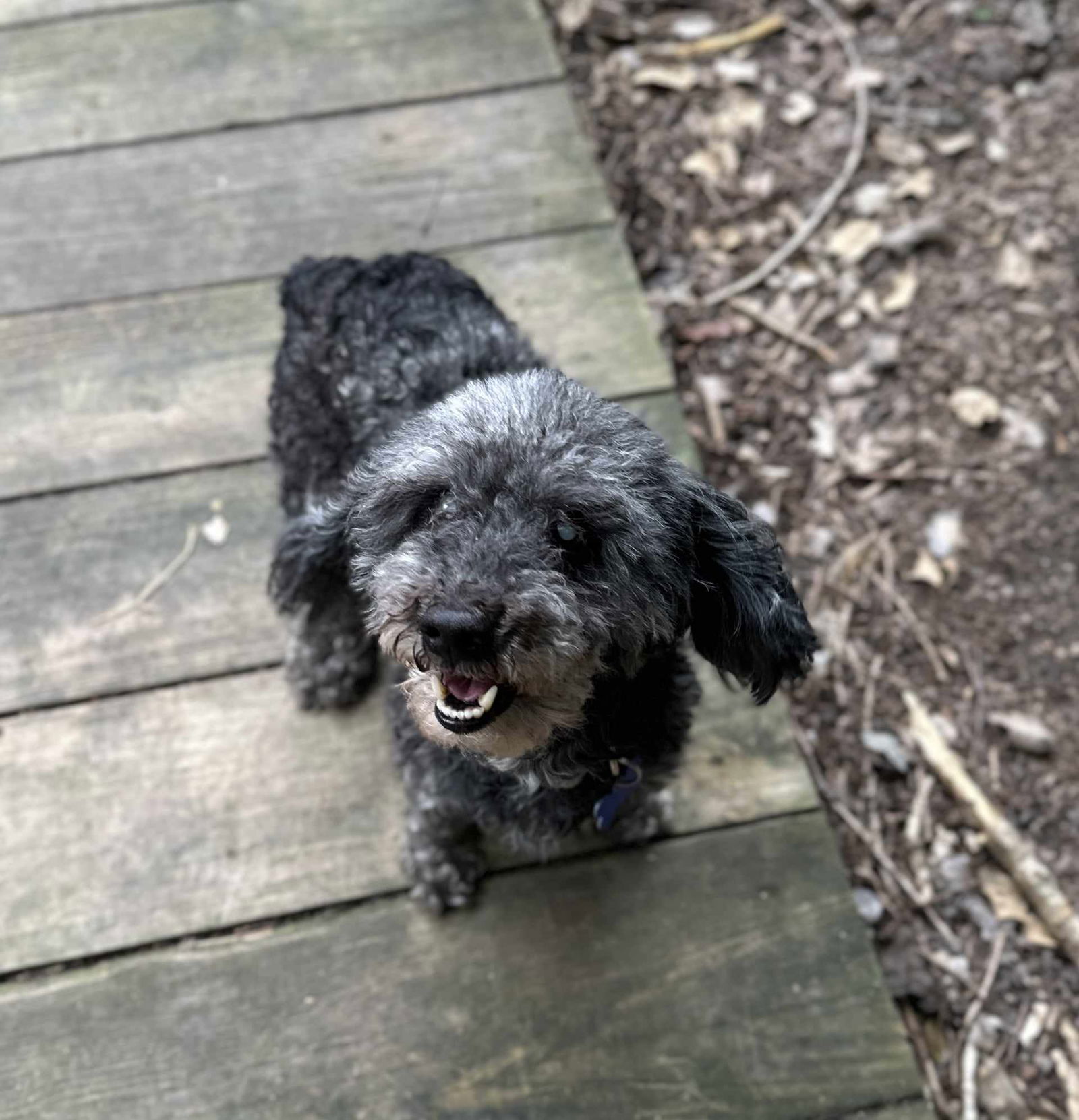 adoptable Dog in Spring Lake, NC named Blue