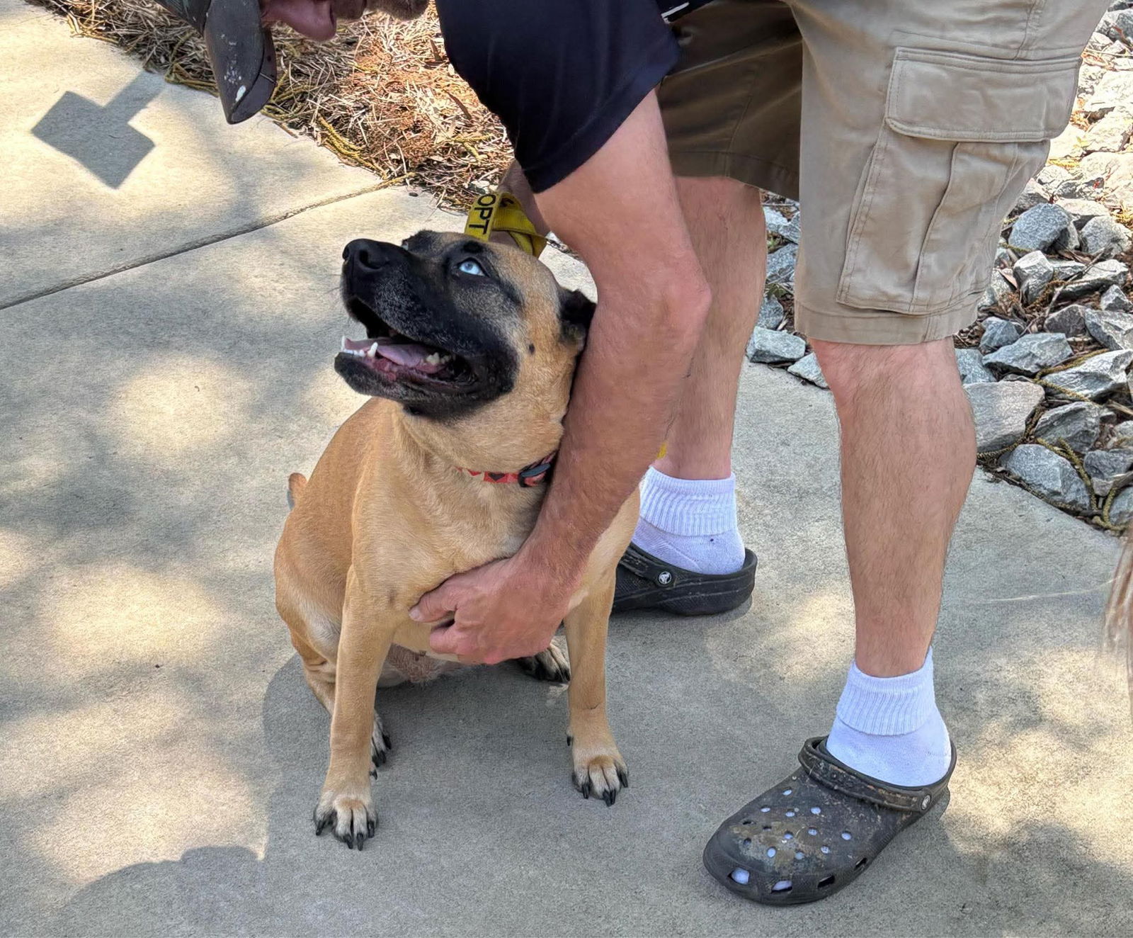 adoptable Dog in Spring Lake, NC named Skylar