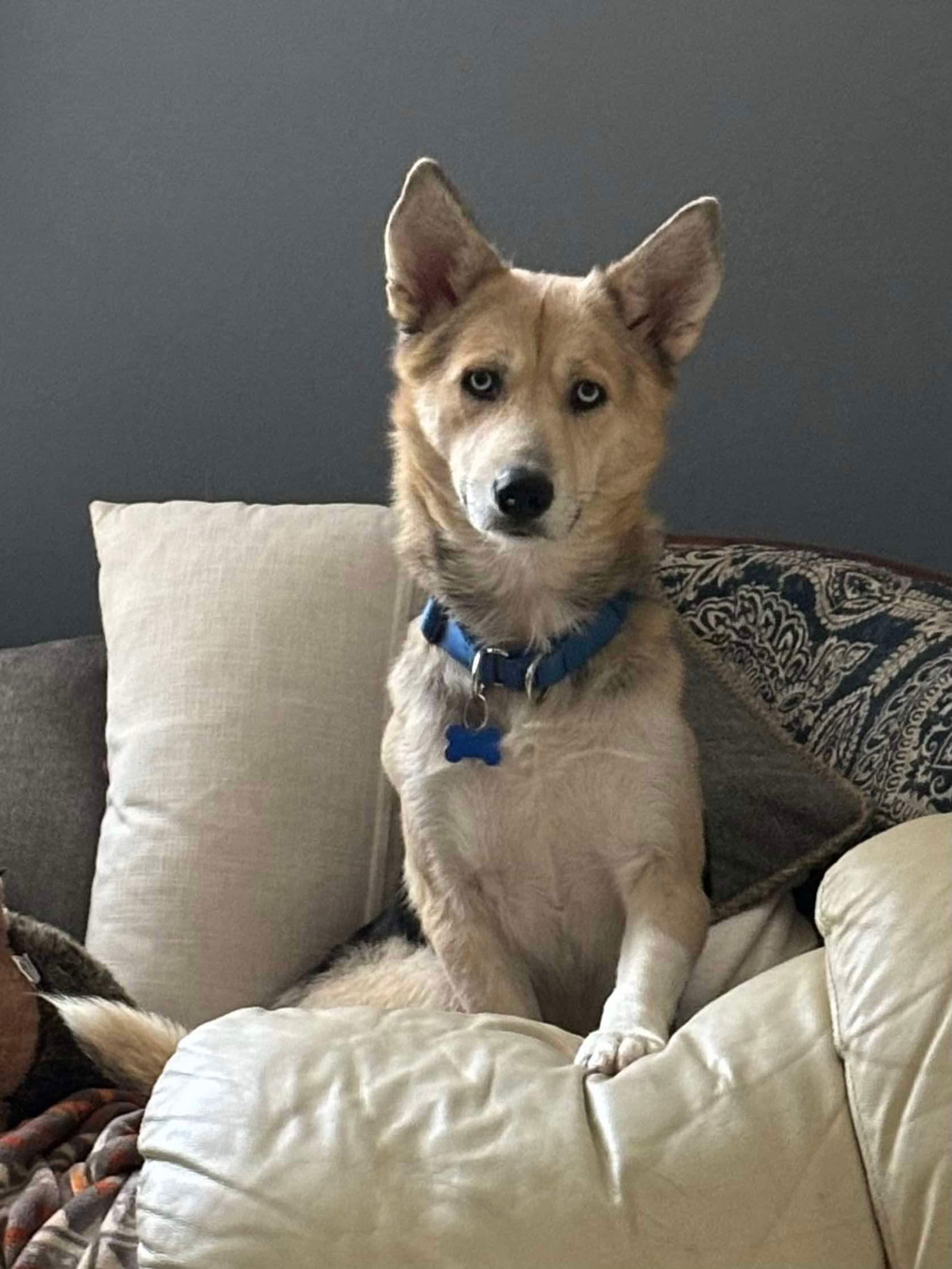 adoptable Dog in Spring Lake, NC named Marie
