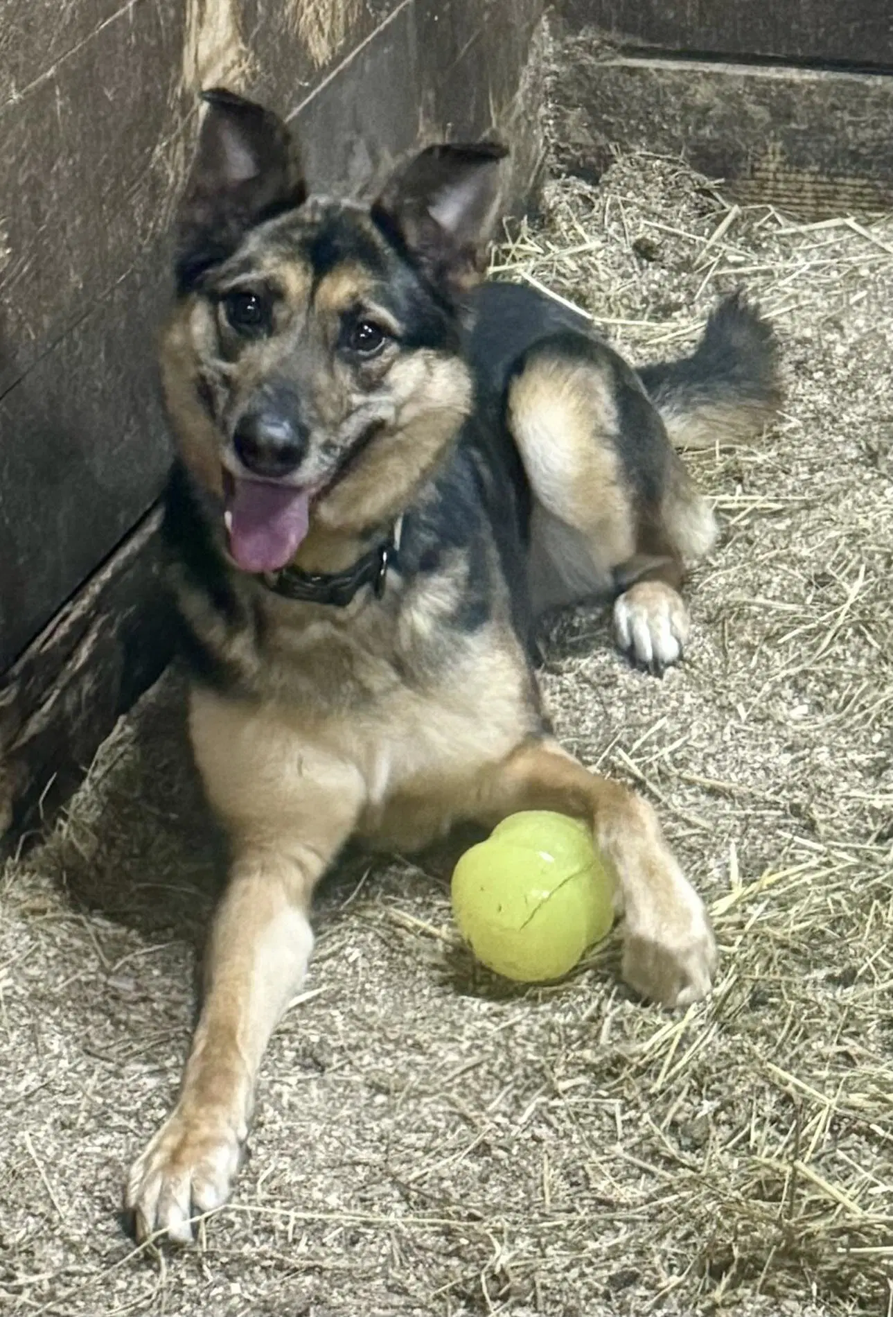 Adonis - German Shepherd Dog