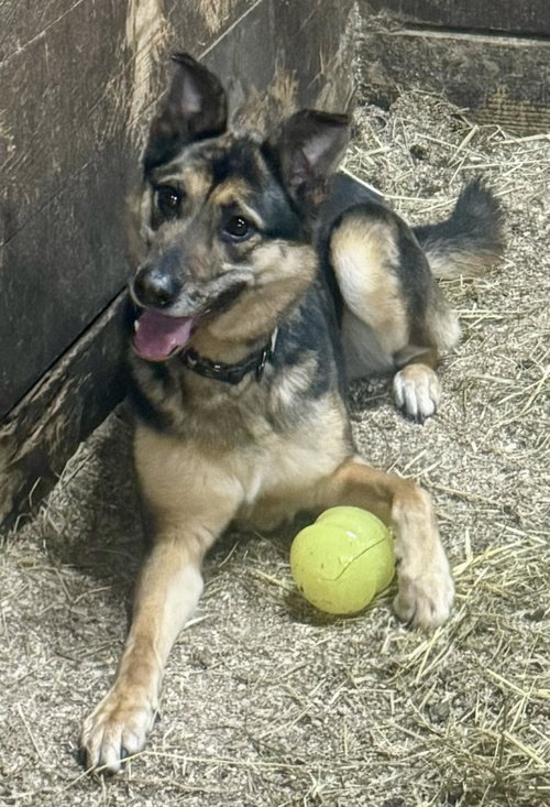 ADONIS - German Shepherd Dog available for adoption