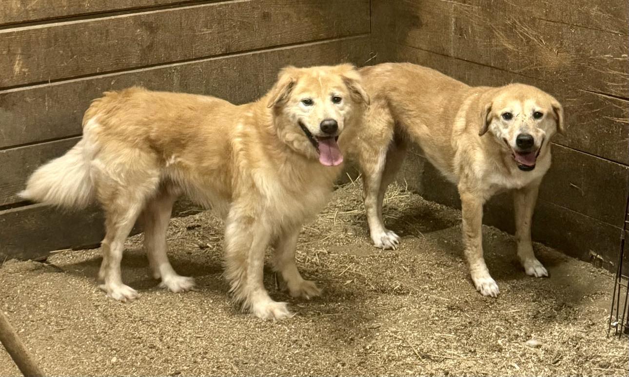 adoptable Dog in Spring Lake, NC named Sophie & Russell