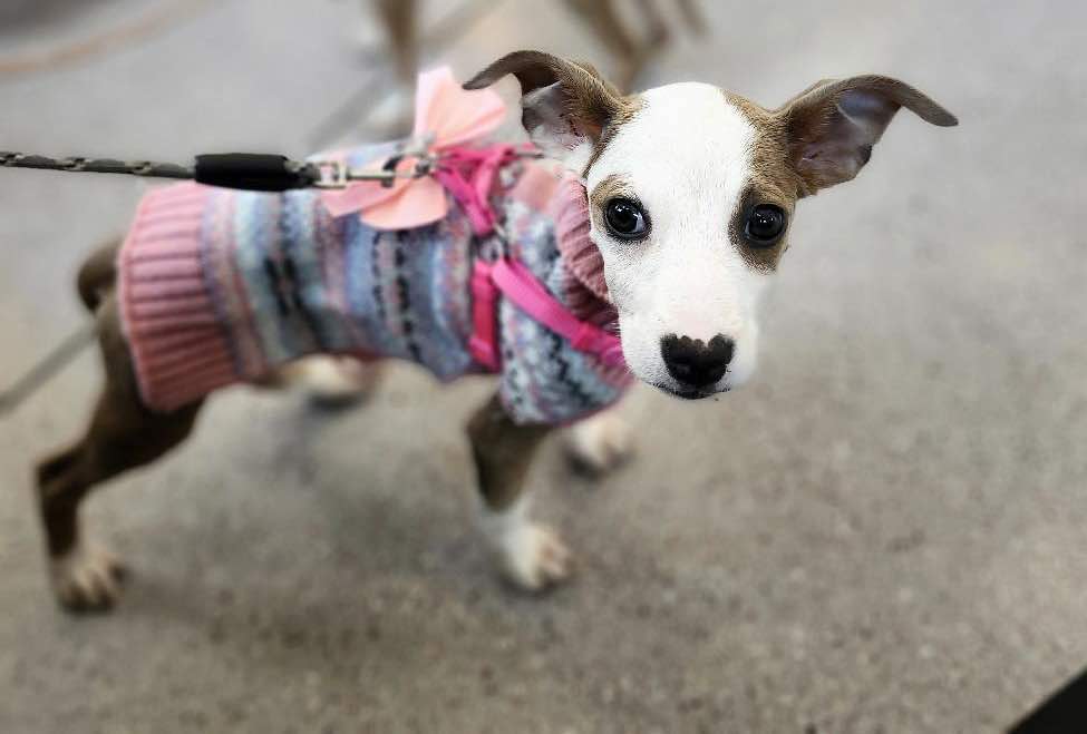 adoptable Dog in Spring Lake, NC named Piper