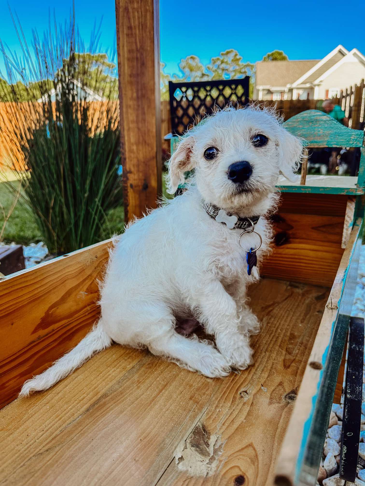 adoptable Dog in Spring Lake, NC named Tobi