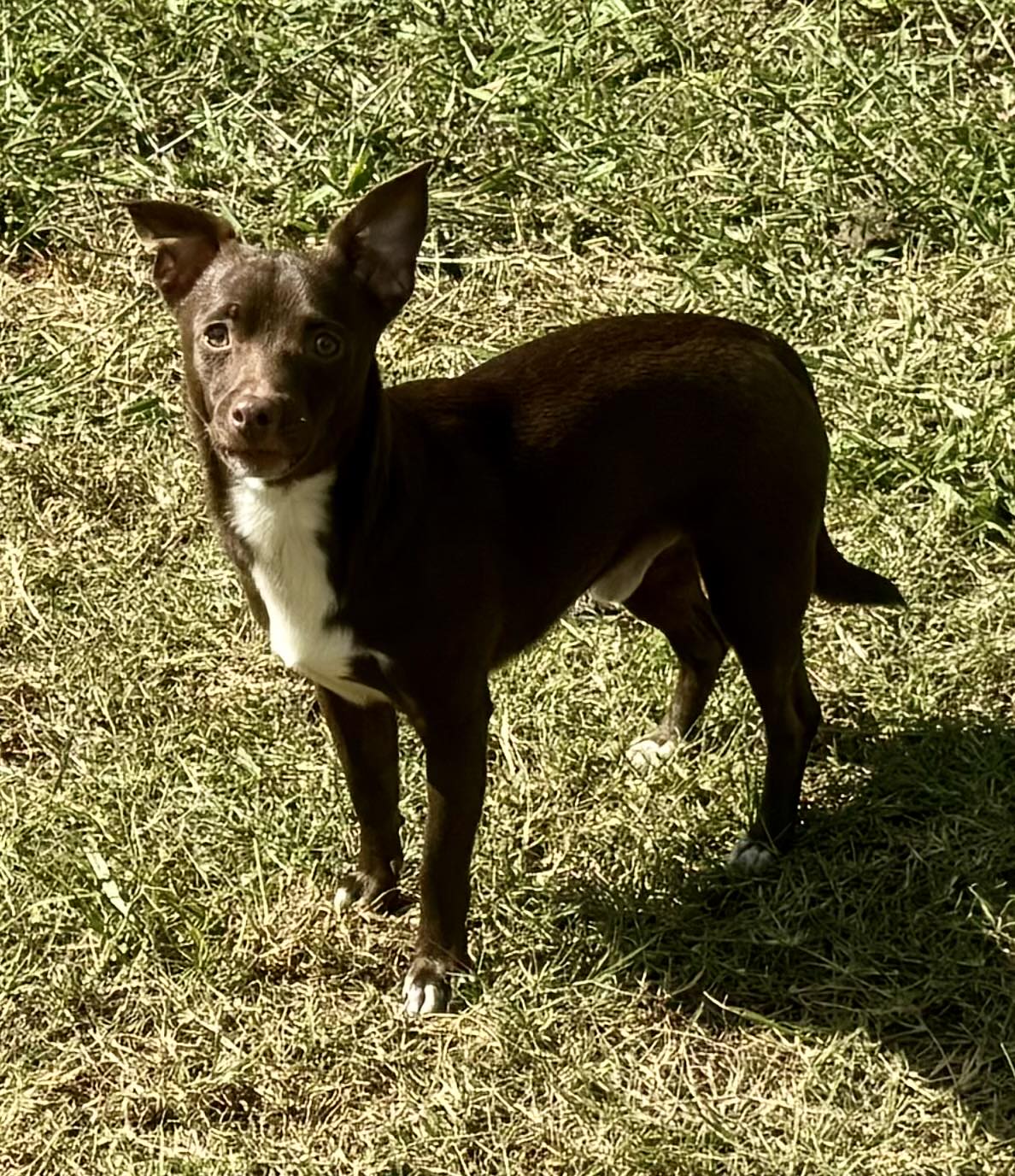 adoptable Dog in Spring Lake, NC named Rex