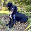 adoptable Dog in Spring Lake, NC named Pappie