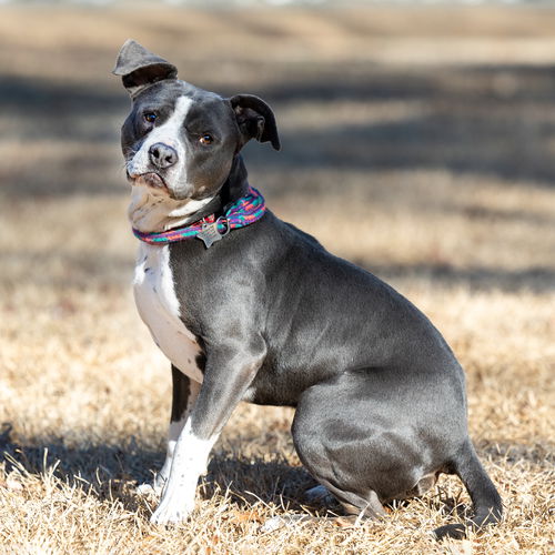 picture of the dog needing adoption