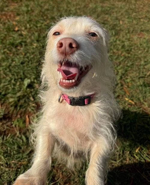 picture of the dog needing adoption