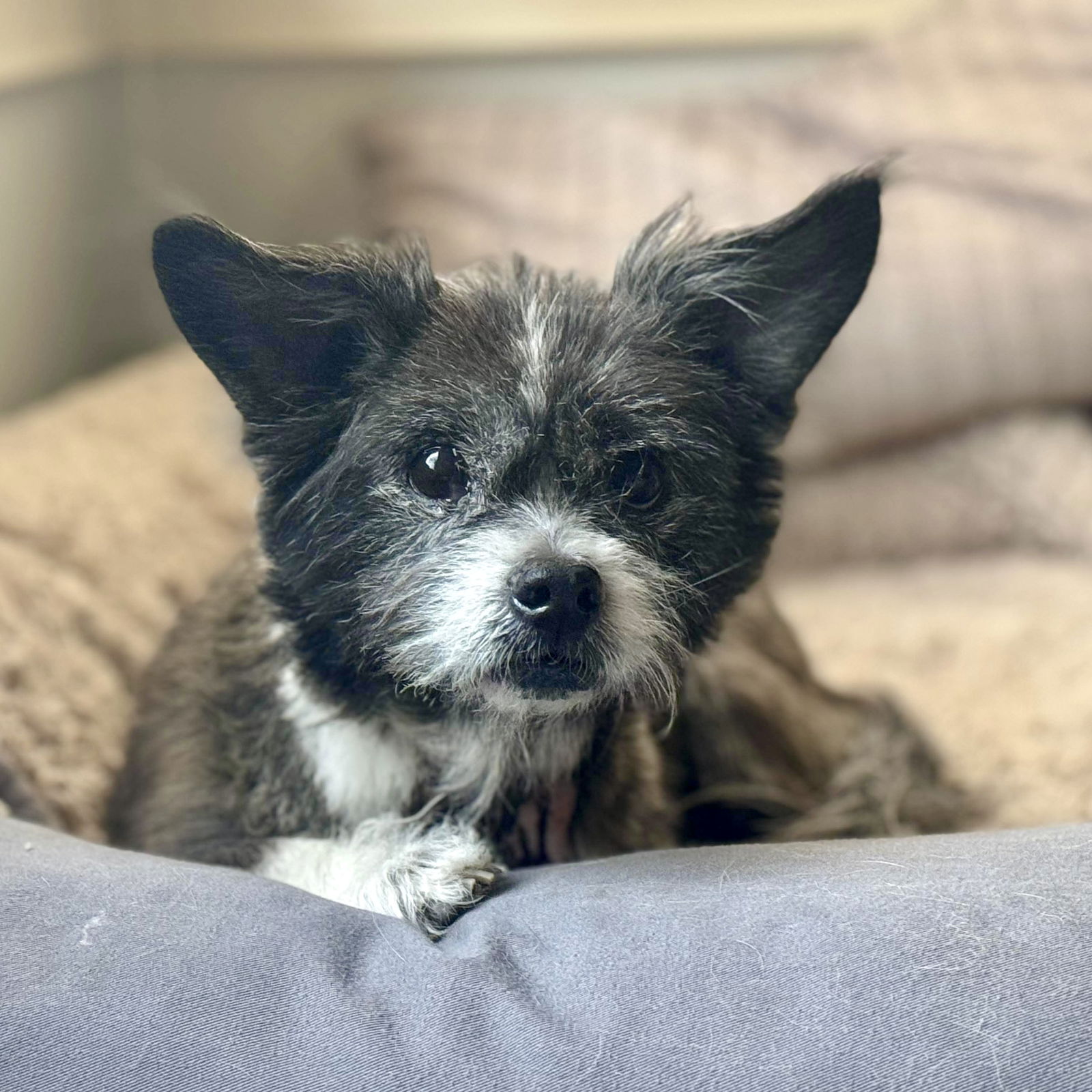 adoptable Dog in Spring Lake, NC named Trixie Olivia