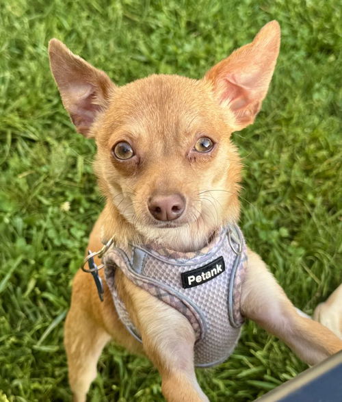 picture of the dog needing adoption