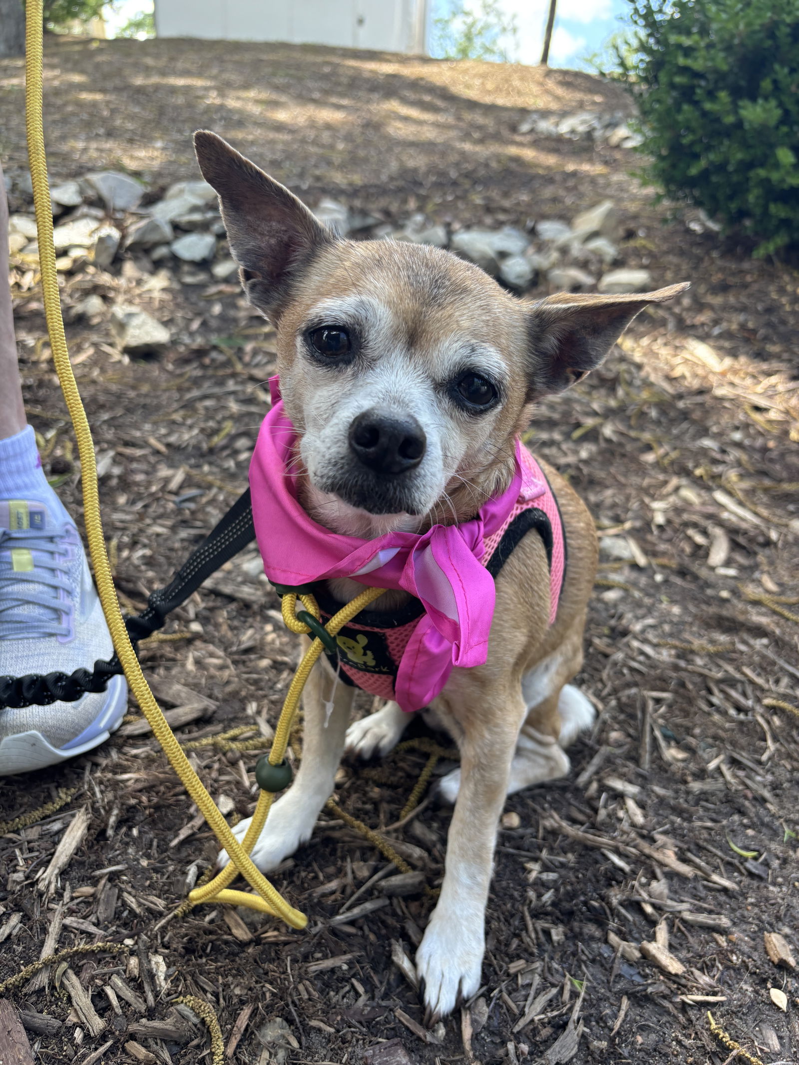 adoptable Dog in Spring Lake, NC named Kitty