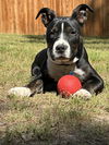 adoptable Dog in  named Griffin