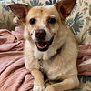 adoptable Dog in  named Athena
