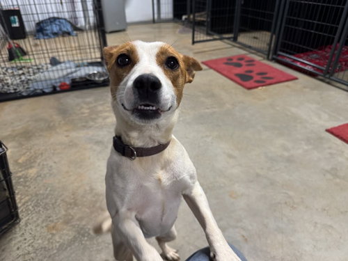 picture of the dog needing adoption