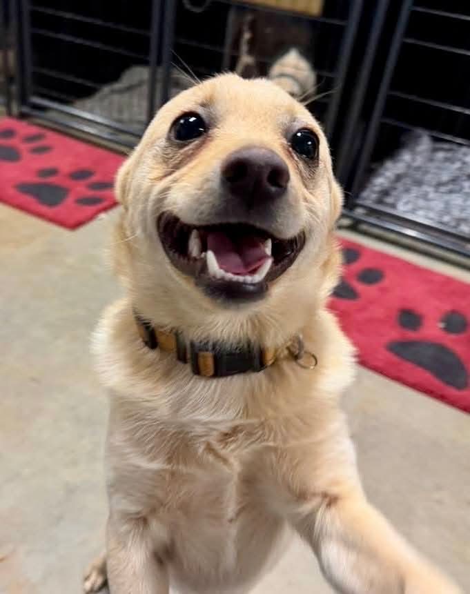 adoptable Dog in Spring Lake, NC named Butters