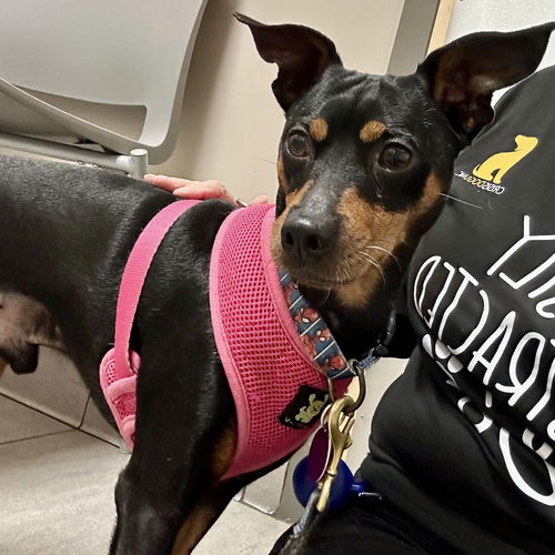 picture of the dog needing adoption
