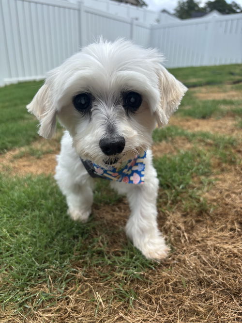 picture of the dog needing adoption