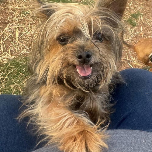 picture of the dog needing adoption