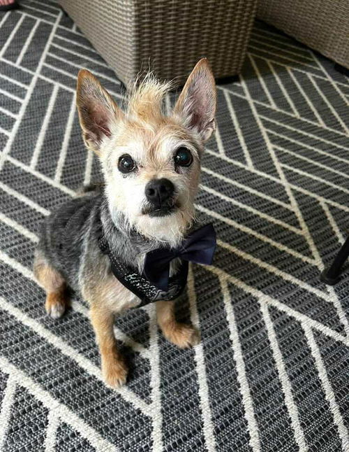 picture of the dog needing adoption