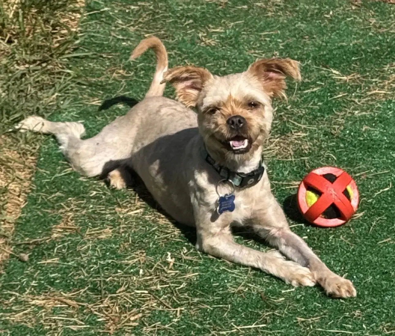 Ariel - Yorkshire Terrier Yorkie