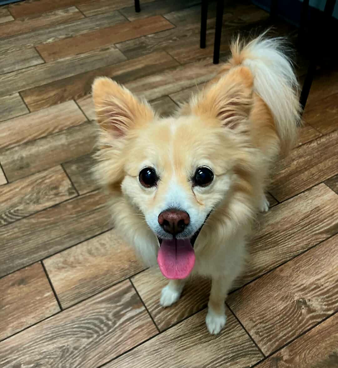 adoptable Dog in Spring Lake, NC named Sunny