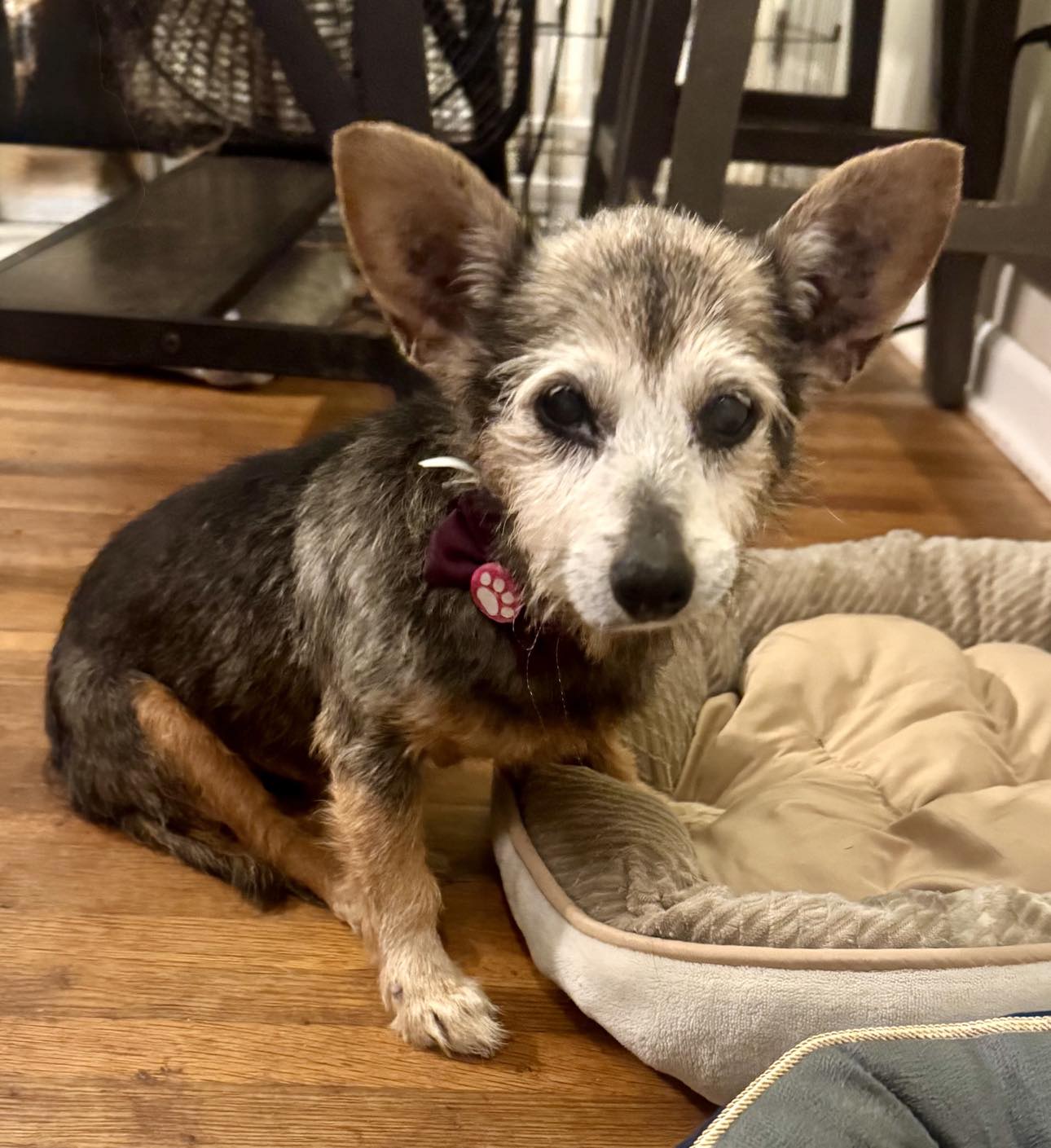 adoptable Dog in Spring Lake, NC named Poppy
