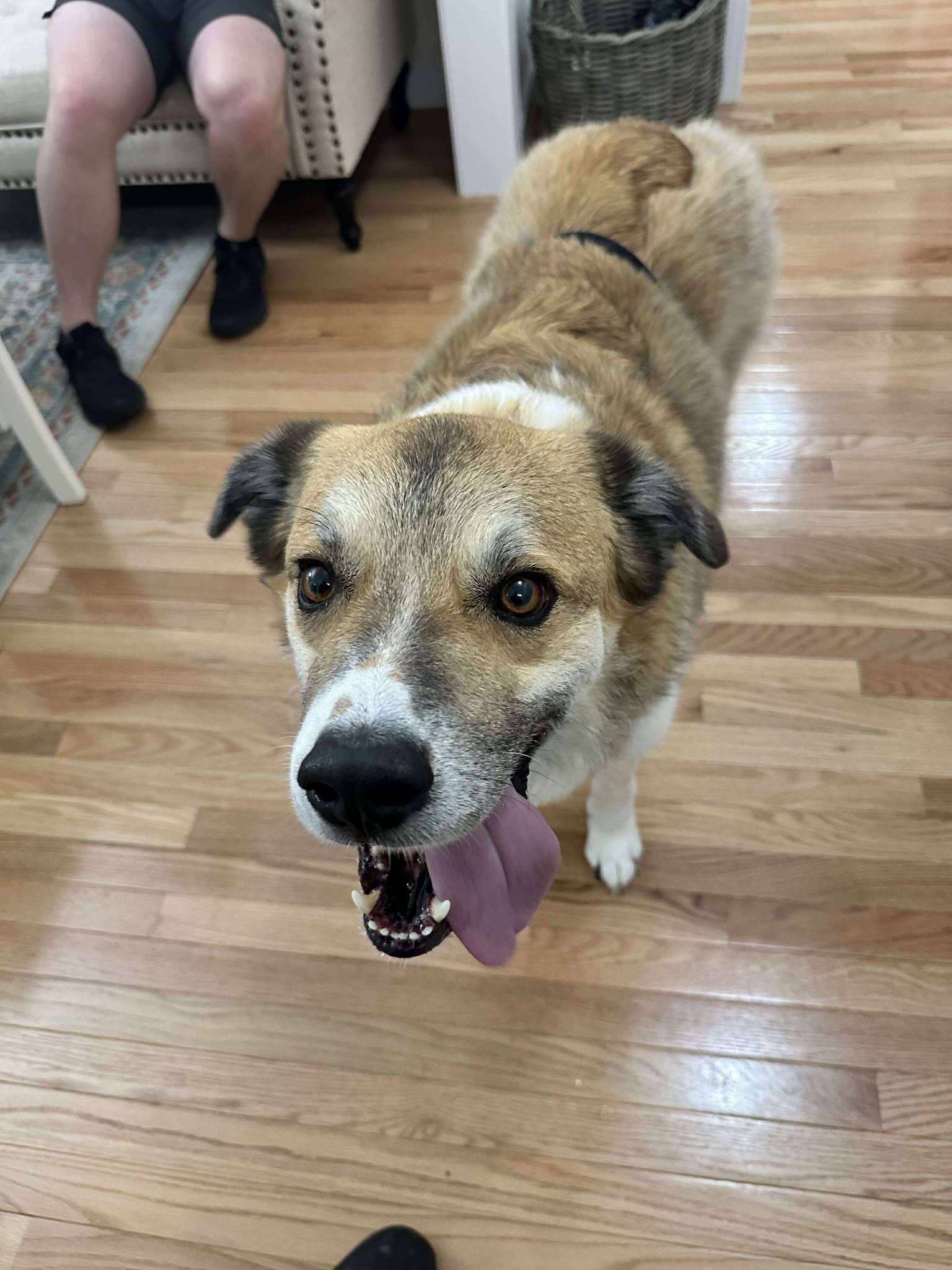 adoptable Dog in Spring Lake, NC named Rebel