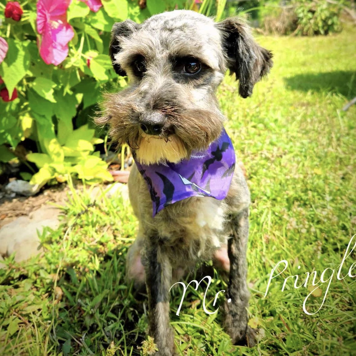 adoptable Dog in Spring Lake, NC named Pringles