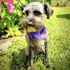 adoptable Dog in  named Pringles