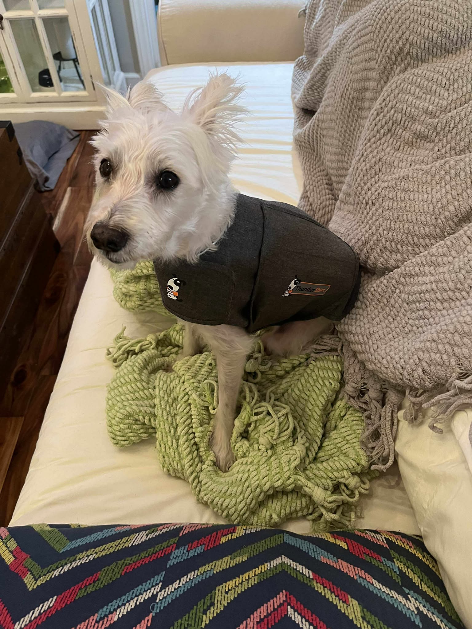 adoptable Dog in Spring Lake, NC named Rosalie