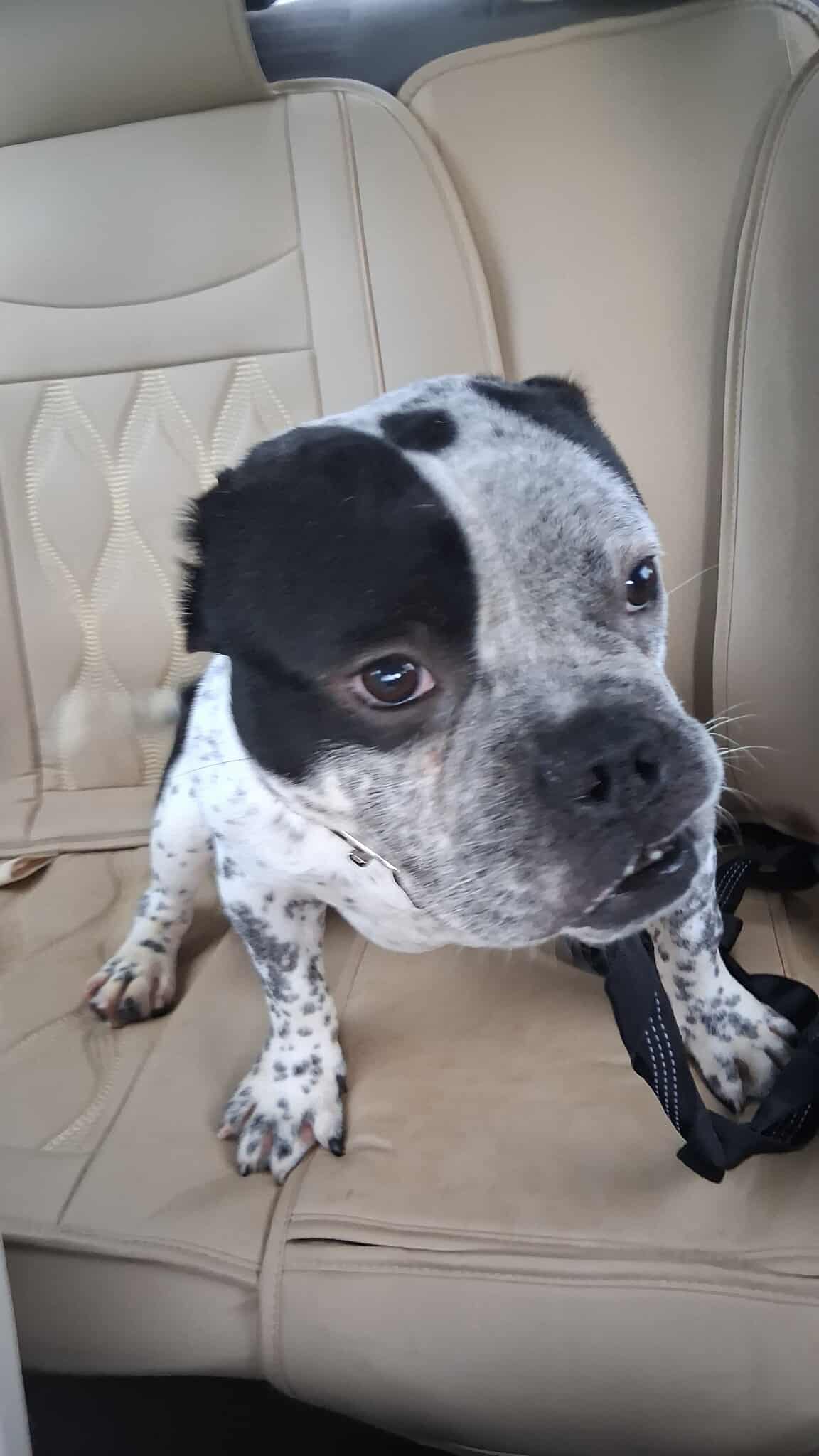 adoptable Dog in Spring Lake, NC named Lil Sir Bubba