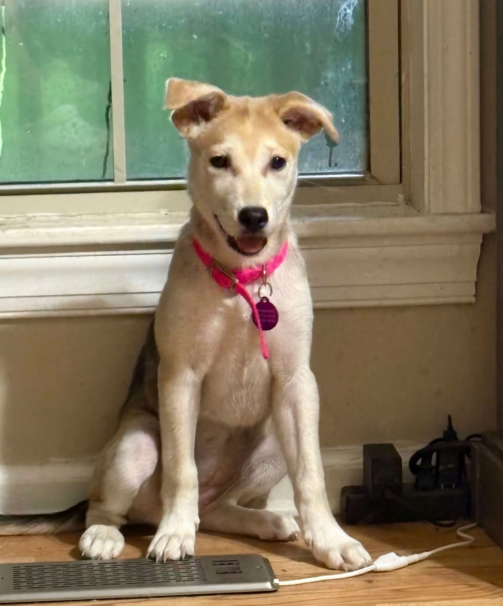adoptable Dog in Spring Lake, NC named Sable