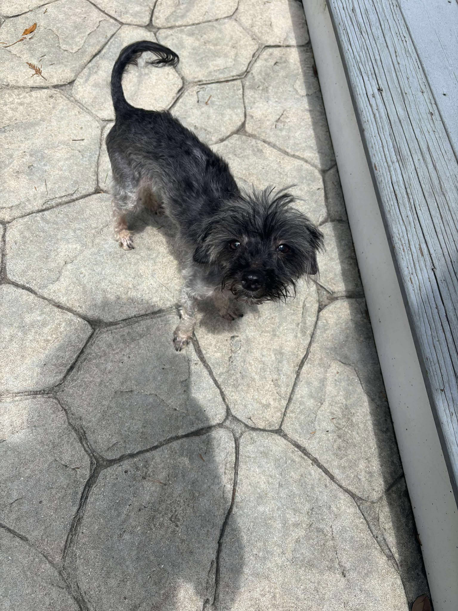 adoptable Dog in Spring Lake, NC named Aria
