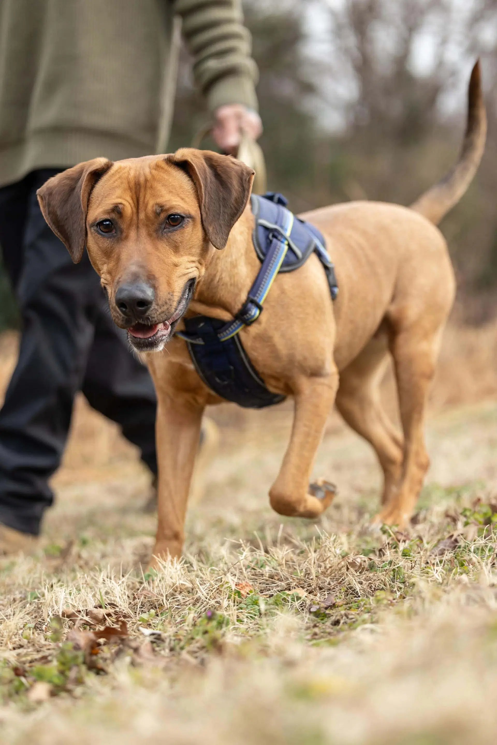 Laia - Labrador/Beagle Mix